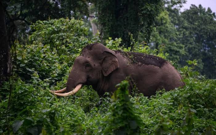 Ooty villagers demostrate with body of youth killed by elephant since last night! Ooty villagers demostrate with body of youth killed by elephant since last night!