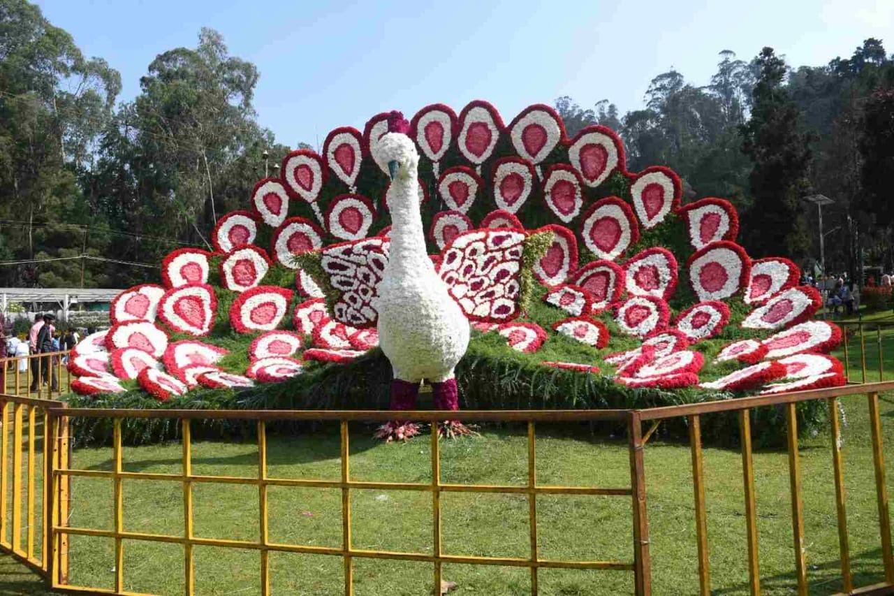 1.2 lakh visitors enjoyed Ooty Flower Show 2023!